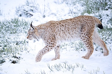 Eurasian lynx (Lynx lynx) walking in the snow, forest, Bavaria, Germany, Europe