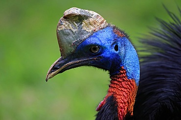 Northern cassowary (Casuarius unappendiculatus), adult, portrait, captive, Papua New Guinea, Oceania