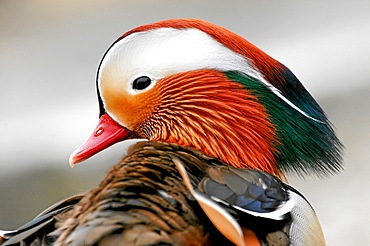 Mandarin Duck (Aix galericulata), side view, animal portrait, Hesse, Germany, Europe