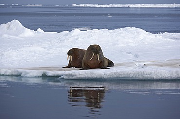 Walruses (Odobenus rosmarus), two adults lying on an ice floe, with water reflection, Sorporten, Hinlopen Strait, Svalbard, Svalbard Archipelago