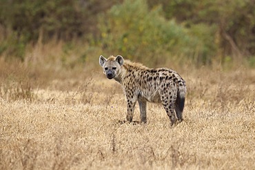 Spotted hyena (Crocuta crocuta), adult, alert, standing in the savannah, UNESCO protected area, Ngorongoro Crater, Tanzania, East Africa, Africa