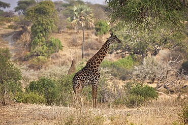 Giraffe (Giraffa camelopardalis), adult, standing in the bush, savannah, Tarangire National Park, Tanzania, East Africa, Africa