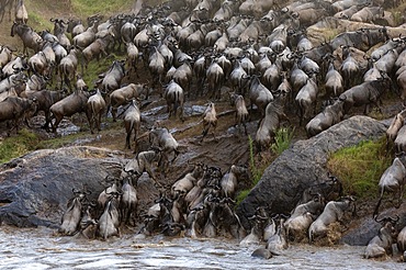 Wildebeest (Connochaetes) crossing the river, water, herd, Talek River, Masai Mara NP, Kenya, Africa