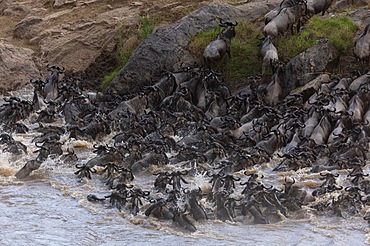 Wildebeest (Connochaetes) crossing the river, water, herd, Talek River, Masai Mara NP, Kenya, Africa