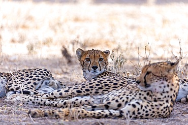 Cheetah (Acinonyx jubatus), resting on the ground, Samburu National Reserve, Kenya, Africa