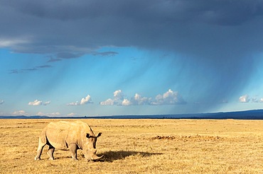 White rhinoceros (Ceratotherium simum), in front of rain wall, Solio Ranch, Kenya, Africa