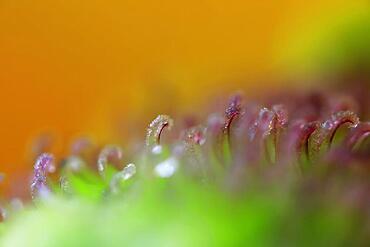 Ranunculus flower, photo with lupenobective, Germany, Europe