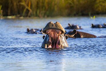 Hippo, (Hippopotamus amphibious) challenging with wide open mouth in Kwando River. Bwabwata National Park, Namibia, Africa