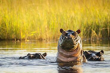 Hippo, (Hippopotamus amphibious) challenging in Kwando River. Bwabwata National Park, Namibia, Africa