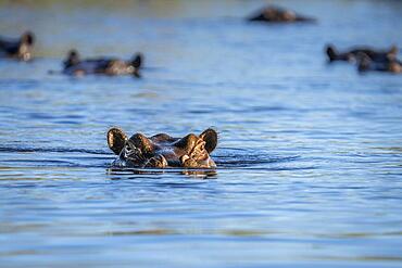 Hippo, (Hippopotamus amphibious) is challenging, open mouth and teeth. Angry facial expression. Behind the hippo pod. Kwando River, Bwabwata National Park, Namibia, Africa