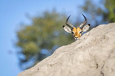 Impala buck head behind a termite mount. Only his head with antlers shows. Hiding his body. Kwando River, Bwabwata National Park, Namibia, Africa