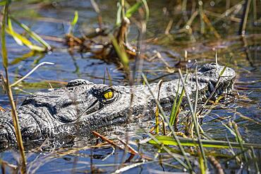 Nile crocodile (Crocodylus niloticus) closeup of the reptile's head and face. Yellow eye. Chobe National Park, Botswana, Africa