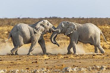 African Elephant (Loxodonta africana) bullfight, in the African desert. 2 male animals are fighting with each other. Full body side view with dust clouds. Etosha National Park, Namibia, Africa