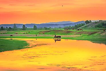 Morning colour on the banks of the Selenge River. Bulgan Province, Mongolia, Asia