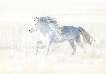 A white stallion galloping across the eastern steppe. Dornod Province, Mongolia, Asia