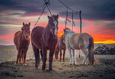 Horses at the tethering post at sunset. Dornod Province, Mongolia, Asia