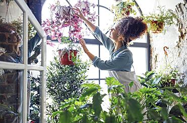 Happy plant lady. Young Afro American woman plant lover taking care of houseplant. Girl watering a potted plant with happy smile