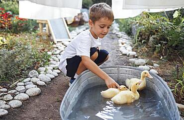 Little boy and little yellow ducklings swimming in washtub in the garden. Small boy in a white t-shirt with cute pets. Child and birds. Summer background. Copy space