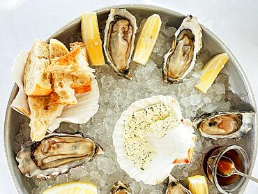 Appetizing fresh oysters with lemon on the deep dish on ice. Cheese with spices and tasty bread. Served with knives, fork, spoon and plate. White background. Copy space