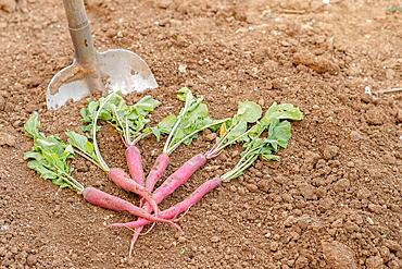 Bunch of radishes with a shovel in the background in an organic vegetable garden