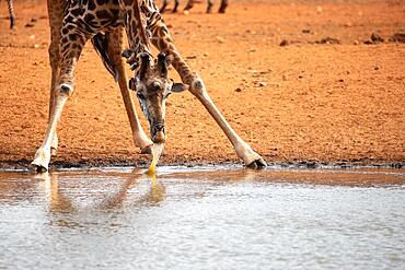 Single giraffe, Masai giraffe (Giraffa tippelskirchi) (Artiodactyla), at the waterhole in the barren landscape of the savannah. Photograph of a drinking giraffe and the red soil of Tsavo National Park in Kenya