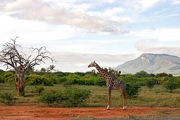 Single giraffe, Masai giraffe (Giraffa tippelskirchi) (Artiodactyla), in the vast landscape of the savannah. Landscape photograph with a dead tree, with a mountain in the background in Tsavo East National Park, Kenya, Africa