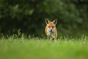 Fox-82900 Red fox (Vulpes vulpes) adult animal stalking in grassland, Essex, England, United Kingdom, Europe