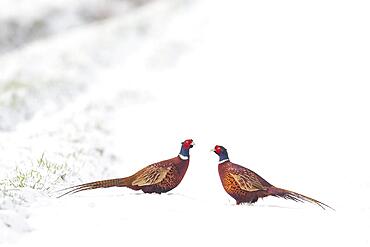 Common pheasant (Phasianus colchicus) two adult male birds on a snow covered farmland field, Suffolk, England, United Kingdom, Europe