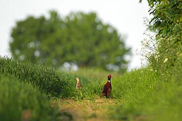 Common pheasant (Phasianus colchicus) adult male and female birds on farmland countryside, Norfolk, England, United Kingdom, Europe