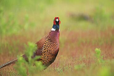 Common pheasant (Phasianus colchicus) adult male bird stood on grassland in a rain shower, Suffolk, England, United Kingdom, Europe