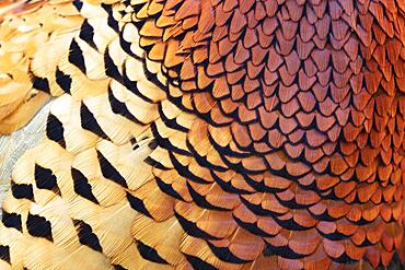 Common pheasant (Phasianus colchicus) adult male bird close up of its feathers, Suffolk, England, United Kingdom, Europe