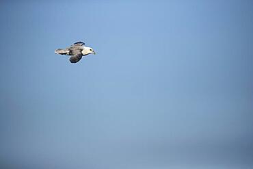 Northern Fulmar (Fulmarus glacialis) adult bird in flight, Yorkshire, England, United Kingdom, Europe