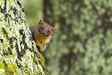 Pine marten (Martes martes) adult on a Scots pine tree trunk in a woodland, Scotland, United Kingdom, Europe