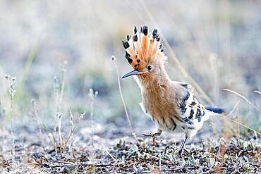 Young Hoopoe (Upupa epops) foraging, Bird of the Year 2022, Middle Elbe Biosphere Reserve, Middle Elbe River Landscape, Saxony-Anhalt, Germany, Europe