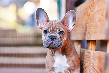 Portrait of 3 months old blue red fawn French Bulldog dog puppy