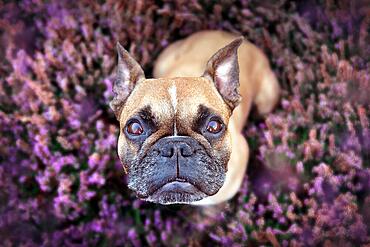 Top view of beautiful small brown French Bulldog dog sitting in a field of purple blooming heather 'Calluna vulgaris' plants