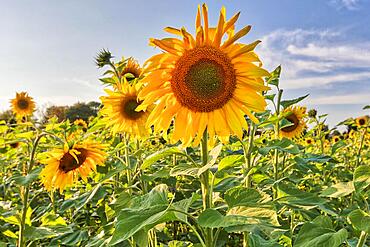 Sunflowers (Helianthus annuus), Bruckmuehl, Bavaria, Germany, Europe