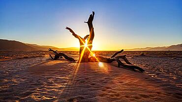 Dead tree, sunset, Sossusvlei, Namibia, Africa