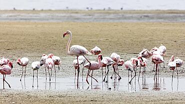 Greater flamingo (Phoenicopterus roseus), Namibia, Africa