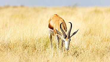 Springbok (Antidorcas), Etosha National Park, Namibia, Africa