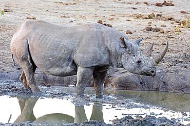 White rhinoceros (Ceratotherium simum), Olifantsrus Camp, waterhole, Etosha National Park, Namibia, Africa