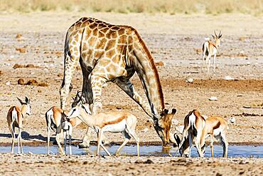 Giraffe (Giraffa), springbok (Antidorcas), drinking, waterhole, Etosha National Park, Namibia, Africa