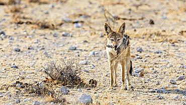 Black-backed jackal (Lupulella mesomelas), Etosha National Park, Namibia, Africa