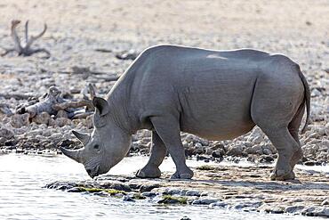 White rhinoceros (Ceratotherium simum), waterhole, Etosha National Park, Namibia, Africa