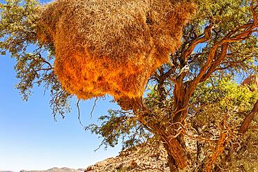 Weavers (Ploceidae), birds nest, Namibia, Africa