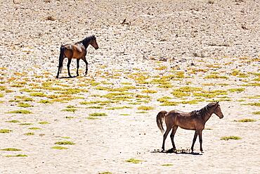 Wild horses (Equus caballus), Namib horses, Desert, Garub, Namibia, Africa