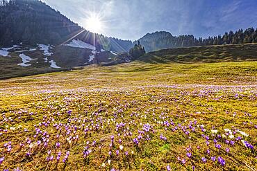 Crocuses (Crocus) blossom, Crocuses, Daffnerwaldalm, Bavaria, Germany, Europe