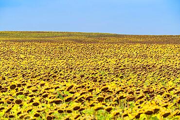 Field with withered sunflowers (Helianthus annuus) in autumn near Angermuende, Uckermark, Brandenburg, Germany, Europe