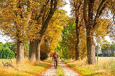 Hikers in a chestnut avenue on the long-distance hiking trail Maerkischer Landweg in autumn, Annenwalde, Templin, Uckermark, Brandenburg, Germany, Europe