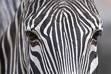 Detail, eyes, steppe zebra (Equus quagga), captive, zoo, Wilhelma, Stuttgart, Baden-Wuerttemberg, Germany, Europe